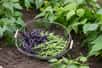 Les haricots font partie des légumes les plus consommés avec les tomates et les pommes de terre. Semés au potager, ils se récoltent de mai à août. Verts, jaunes ou pourpres suivant les variétés, les haricots sont faciles à cultiver pour être consommés de 1001 façons.